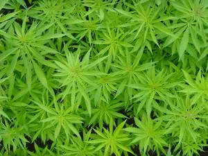 Quelle: Flickr.de | ID: Alexodus, 1.6.2015